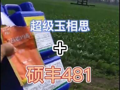 超级玉香思加硕丰481 飞防