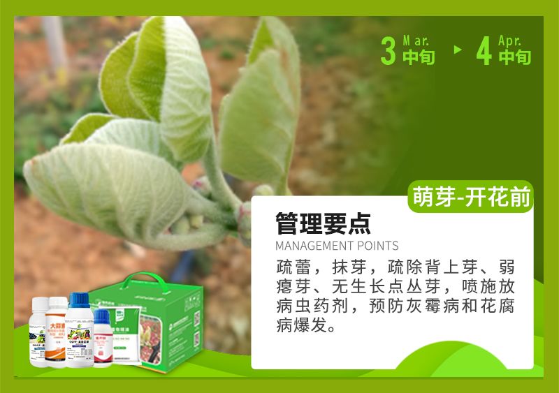 红心猕猴桃_02.jpg
