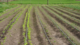 Drip irrigation/with irrigation water