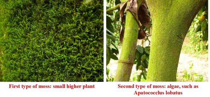 Innovative biologically control of moss problem affecting citrus, orange trees