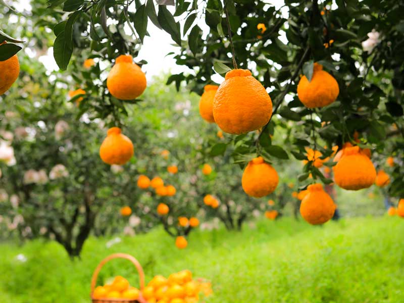 柑橘管理方案<