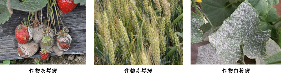 防治灰霉病新技术,全新虎杖根茎提取物重新定义生物杀菌剂(虎杖根提取物功效与作用)