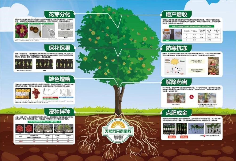 抗低温、抗干旱、保花保果、改善品质 天然芸苔素甾醇应用前景广阔（芸苔素在果树上的使用）