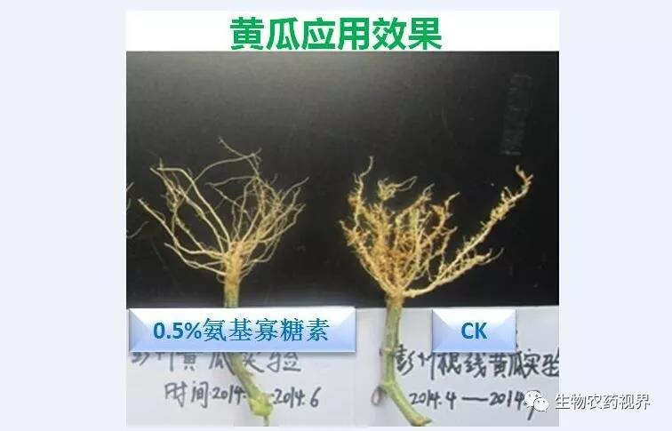 氨基寡糖素 - 植物的免疫卫士，根结线虫的克星