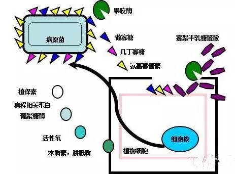 氨基寡糖素 - 植物的免疫卫士，根结线虫的克星