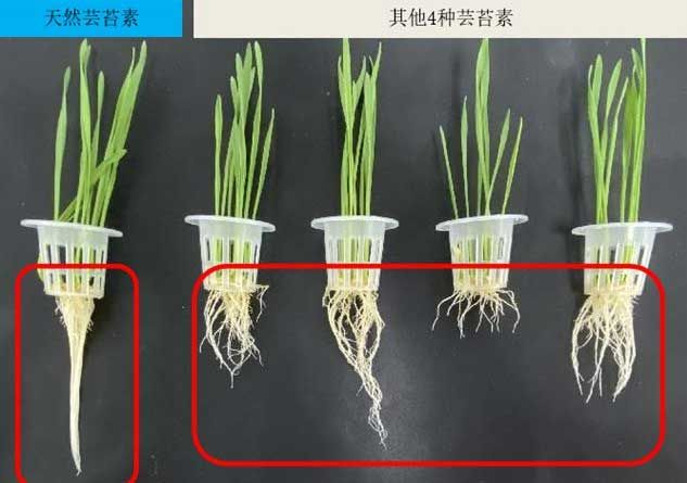 蔬菜苗期、葡萄萌芽水、果树膨果肥…天然芸苔素灌根有哪些好处？