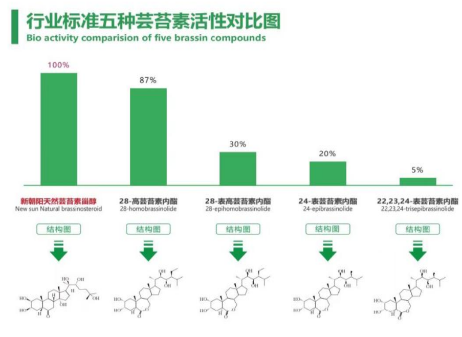 小麦拌种选新朝阳天然芸苔素，让小麦高产赢在起跑线上！（小麦在什么时候用芸苔素效果最佳）