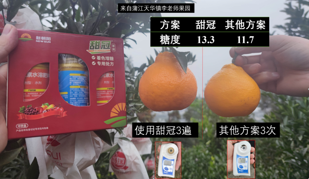 生物科技冠菌素：柑橘转色划时代产品！（冠菌素在柑橘应用）