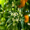 柑橘栽培管理技术