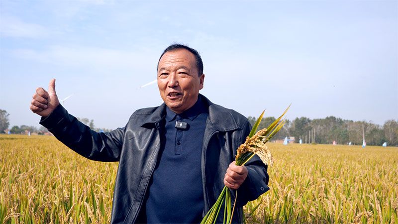 绿色提单产就用冠菌素 开辟粮食抗逆增产新路径