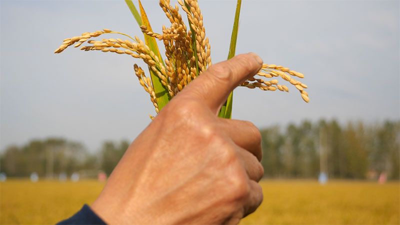 绿色提单产就用冠菌素 开辟粮食抗逆增产新路径