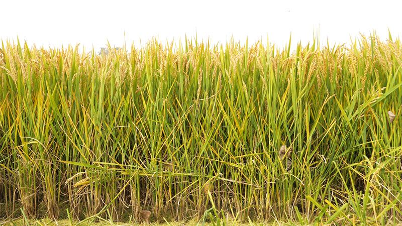 绿色提单产就用冠菌素 开辟粮食抗逆增产新路径