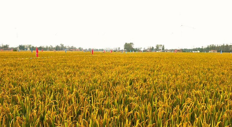 绿色提单产就用冠菌素 开辟粮食抗逆增产新路径