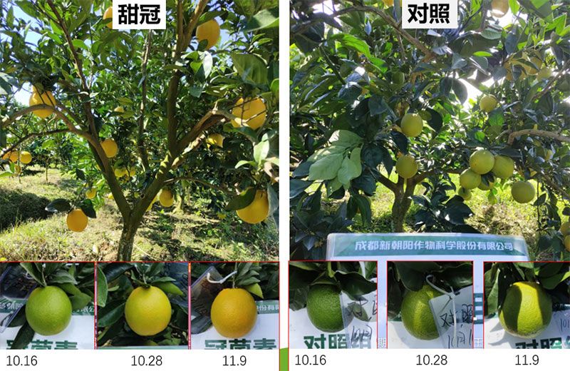 成都新朝阳COR冠菌素入选“2025中国农业重大新产品”